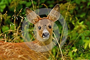 Five weeks young wild Roe deer, Capreolus capreolus