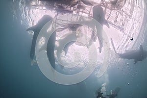 Five Whale Shark underwater approaching a fishing nest