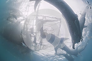 Five Whale Shark underwater approaching a fishing nest