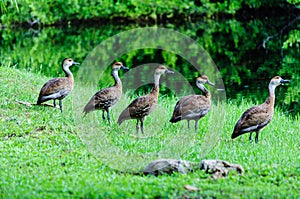 Five Whistling-Duck