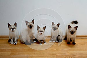 Five white Burmese cat chicks