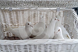 Five white carrier pigeons in a wicker white basket prepared at the wedding to launch the bride and groom