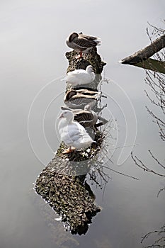Five white and gray gooses rest on top of a tree trunk floating in the river