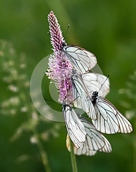 Five white hawthorn butterflies on a pink flower. vertical frame with green background