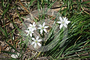 Five white star-shaped flowers of Ornithogalum umbellatum in April