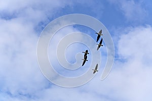 Five wild geese in flight on a sunny winter day with blue sky and white clouds