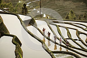 Five women working high up in the mountains walking on a green colored mountain rice field.