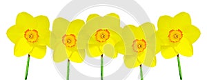 Five Yellow Daffodils