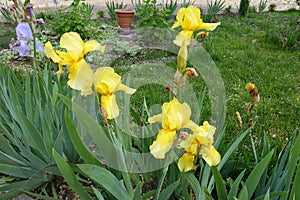 Five yellow flowers of bearded irises