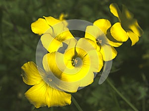 Five yellow flowers close up.