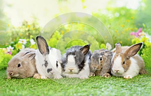 Five young adorable rabbits, baby fluffy rabbits sitting on green grasses