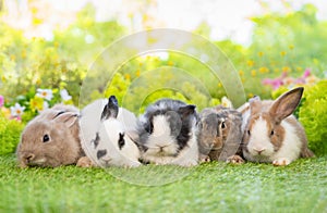 Five young adorable rabbits, baby fluffy rabbits sitting on green grasses