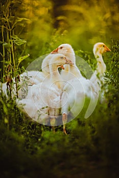 Five young goose together sit in the grass