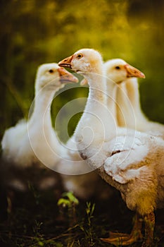 Five young goose together sit in the grass