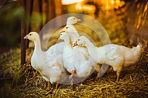 Five young goose together sit in the grass photo