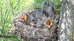 Five young hungry chicks in a bird`s nest o