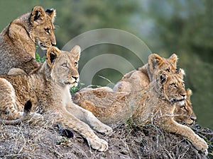 Five young lions