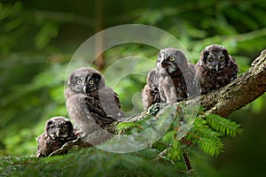 Five young owls. Small bird Boreal owl, Aegolius funereus, sitting on the tree branch in green forest background, young, baby, cub