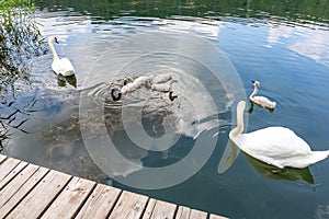 Five young swans swimming peacefully between two adult swans