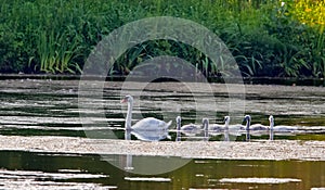 Five young swans and their mother.