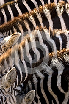 Five zebras