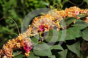 Fiveangled dodder, or Cuscuta pentagona, a parasitic plant on bougainvilleeae flowers