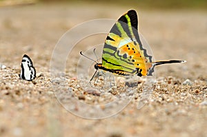 Fivebar Swordtail butterfly