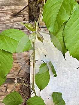 Fiveleaf maiden grape on wooden fabric background