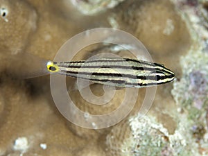 Fiveline cardinalfish