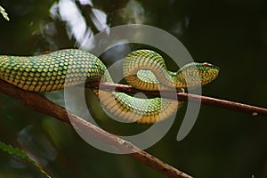 Fiver Borneo on Branch in Borneo Forest