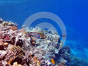 The fivestripe wrasse Thalassoma quinquevittatum, underwater scene into the Red sea, Egypt