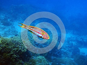 The fivestripe wrasse Thalassoma quinquevittatum, underwater scene into the Red sea, Egypt