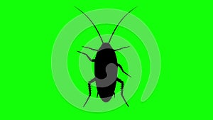 Fixed Cockroach on green screen, CG animated silhouette, looping