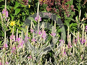 Fizostegiya virgin (Physostegia virginiana)