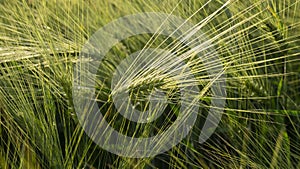 fjeld in summer evening