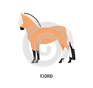 Fjord breed horse flat vector illustration. Pedigree equine, Norwegian hoss. Equestrian sport, horseback riding concept