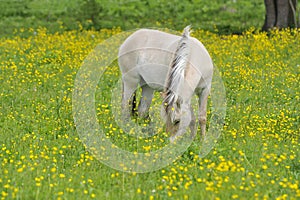 Fjord horse