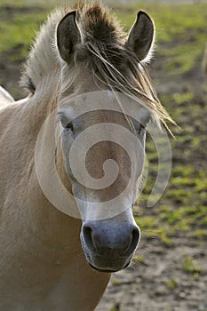 Fjord Horse