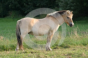Fjord horse photo