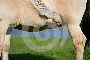 Fjord horse colt drinking mothers milk