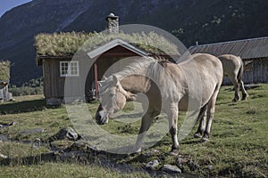 Fjord horses in the village, Herdal's Farm, Norway