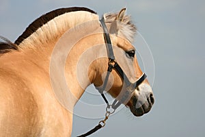 Fjord pony