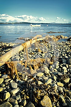 Fjord shore