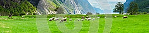 Fjord Valley with Sheeps