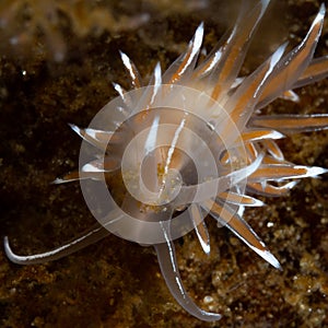 Fjordia lineata. Loch Fyne. Diving, Scotland