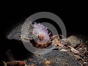 Fjordia lineata, nudibranch. Loch Creran, Diving, Scotland