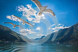 fjords with birds near the Flam in Norway photo