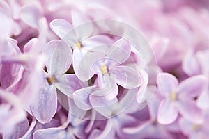 Fkowers of lilac macro photo