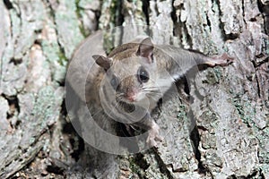 Fkying squirrel on a tree