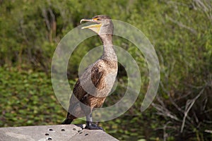 FL-Everglades National Park-Anhinga Trail